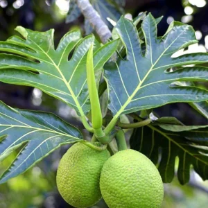 Breadfruit Live Plant - 10-12 Inch Tall in Pot - Tropical Fruit Tree - Image 1