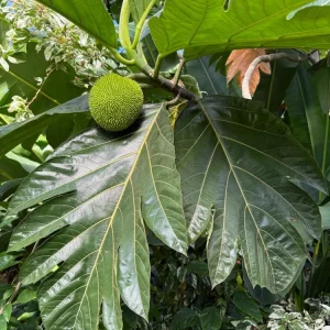 Breadfruit Live Plant, 14-18 Inch Tall Tree in Pot, Tropical Fruit - Image 2