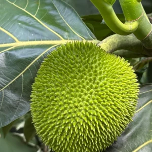 Breadfruit Live Plant, 14-18 Inch Tall Tree in Pot, Tropical Fruit - Image 3