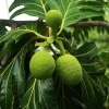 Breadfruit Live Plant, 14-18 Inch Tall Tree in Pot, Tropical Fruit - Image 1