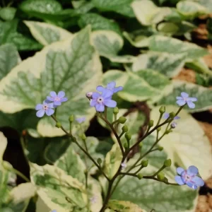 Brunnera King's Ransom Perennial Shade Plant Unique - Image 2