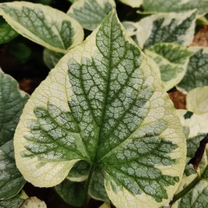 Brunnera King's Ransom Perennial Shade Plant Unique - Image 3