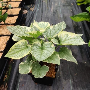 Brunnera King's Ransom Perennial Shade Plant Unique - Image 4