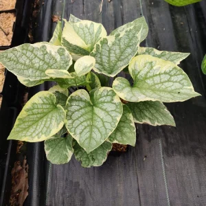 Brunnera King's Ransom Perennial Shade Plant Unique - Image 5