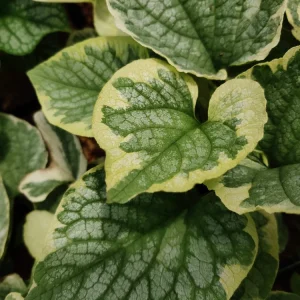 Brunnera King's Ransom Perennial Shade Plant Unique - Image 1