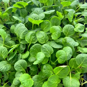 Brussel Sprouts Gustus F1 - 6 Live Vegetable Seedlings for Outdoor Garden - Image 2