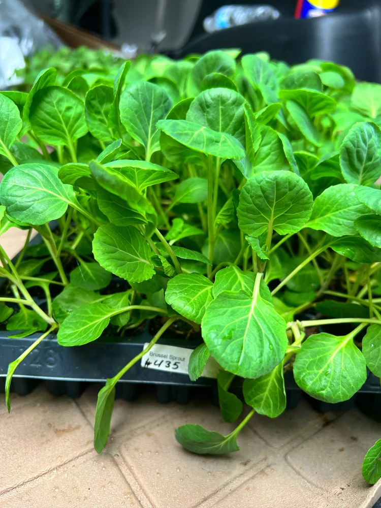 Brussel Sprouts Gustus F1 - 6 Live Vegetable Seedlings for Outdoor Garden - Image 1