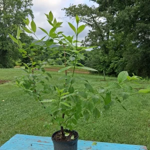Buttonbush Shrub 2-3' Live Plant - Cephalanthus Occidentalis, Pollinator Friendly - Image 2