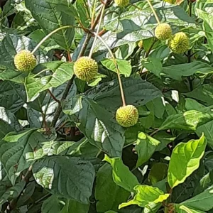 Buttonbush Shrub 2-3' Live Plant - Cephalanthus Occidentalis, Pollinator Friendly - Image 3