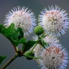 Buttonbush Shrub 2-3' Live Plant - Cephalanthus Occidentalis, Pollinator Friendly - Image 1