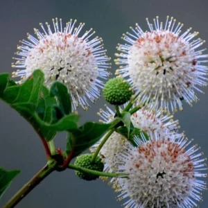 Buttonbush Shrub 2-3' Live Plant - Cephalanthus Occidentalis, Pollinator Friendly - Image 1