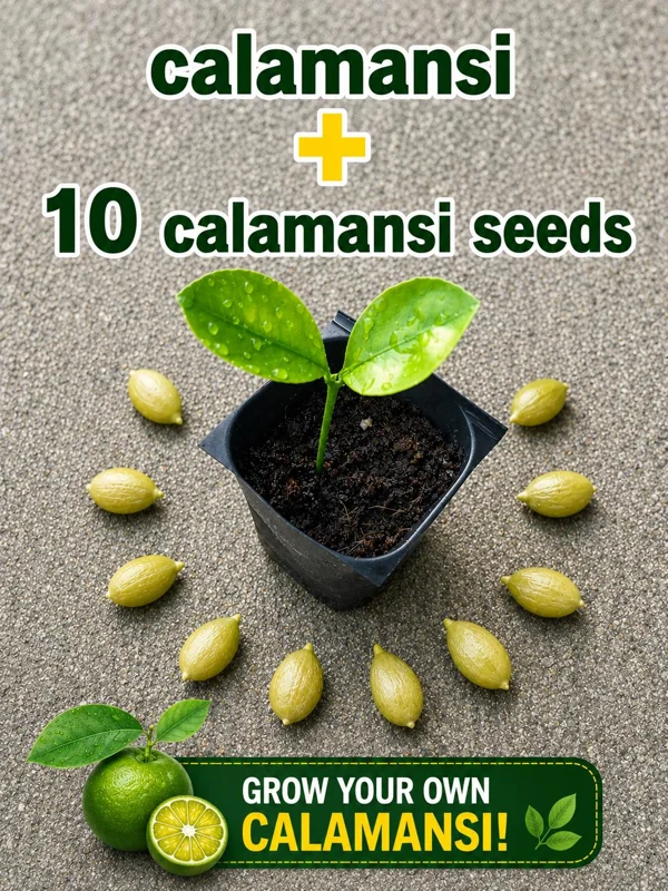 Calamansi Live Plant - Calamondin Citrus Tree Starter Plug + 10 Seeds, 1-2 Inches Tall - Image 1