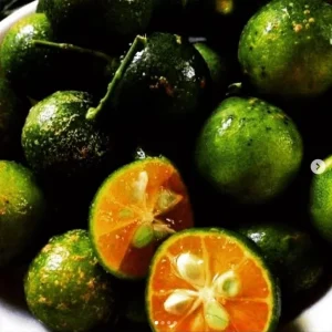 Calamansi Live Plant - Calamondin Citrus Tree Starter Plug + 10 Seeds, 1-2 Inches Tall - Image 2