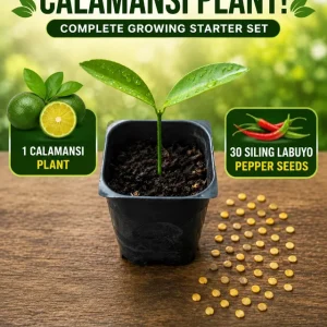 Calamansi Live Plant & Siling Labuyo Pepper Seeds Starter Set - 1-2 inch Plug - Image 1