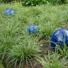 Carex 'Ice Dance' Variegated Sedge Live Plant - Shade Grass Hosta Companion, Potted, Perennial - Image 1