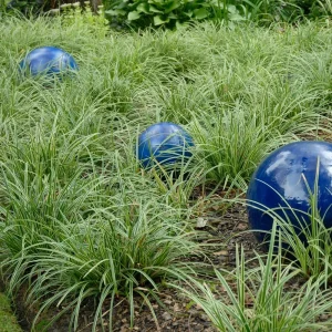 Carex 'Ice Dance' Variegated Sedge Live Plant - Shade Grass Hosta Companion, Potted, Perennial - Image 1