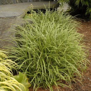 Carex 'Ice Dance' Variegated Sedge Live Plant - Shade Grass Hosta Companion, Potted, Perennial - Image 2