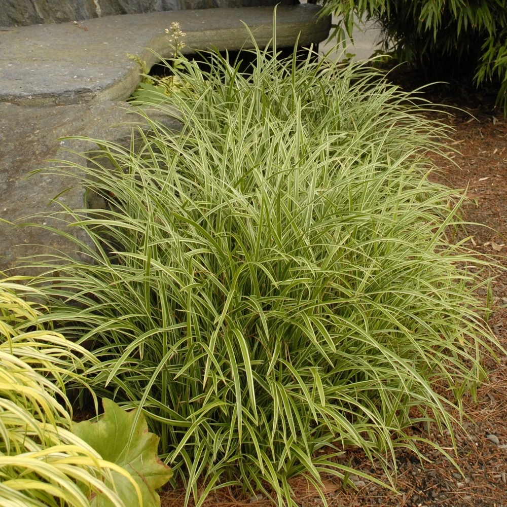 Carex 'Ice Dance' Variegated Sedge Live Plant - Shade Grass Hosta Companion, Potted, Perennial - Image 2
