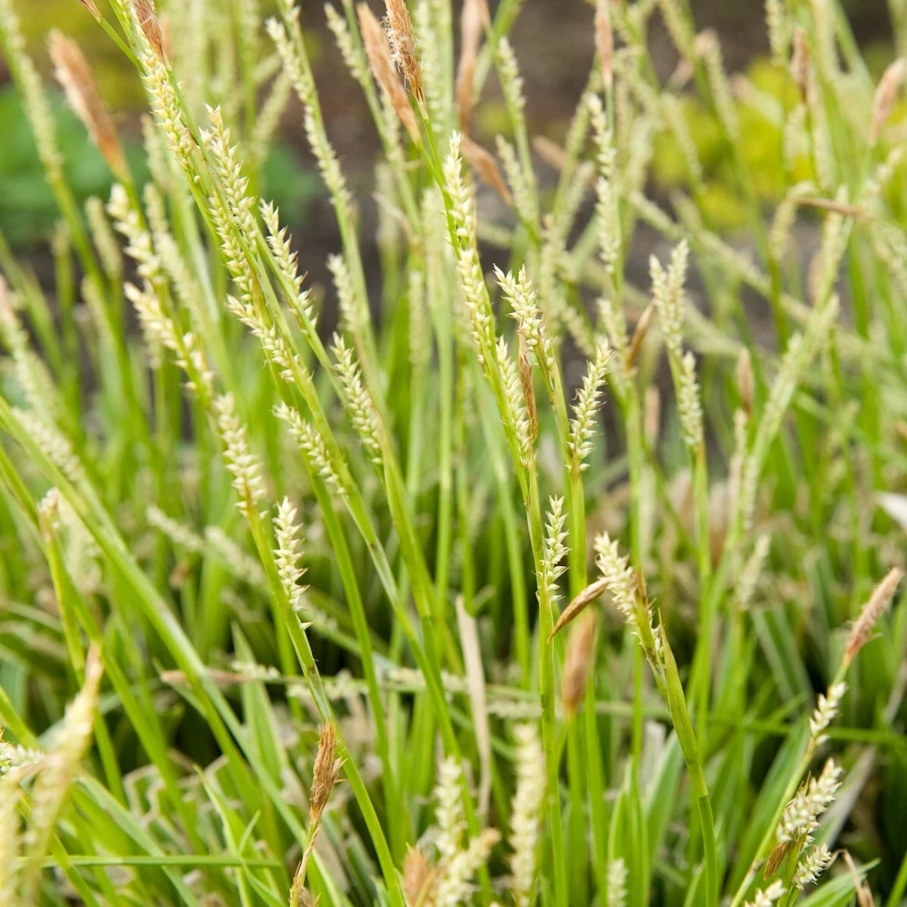 Carex 'Ice Dance' Variegated Sedge Live Plant - Shade Grass Hosta Companion, Potted, Perennial - Image 3