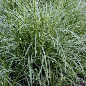 Carex 'Ice Dance' Variegated Sedge Live Plant - Shade Grass Hosta Companion, Potted, Perennial - Image 4