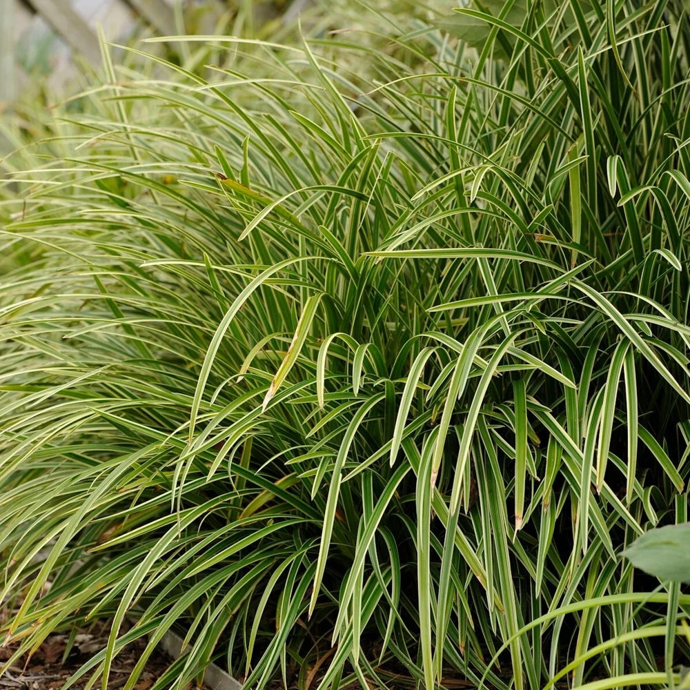 Carex 'Ice Dance' Variegated Sedge Live Plant - Shade Grass Hosta Companion, Potted, Perennial - Image 5