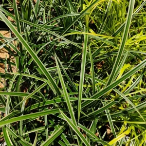 Carex 'Ice Dance' Variegated Sedge Live Plant - Shade Grass Hosta Companion, Potted, Perennial - Image 6