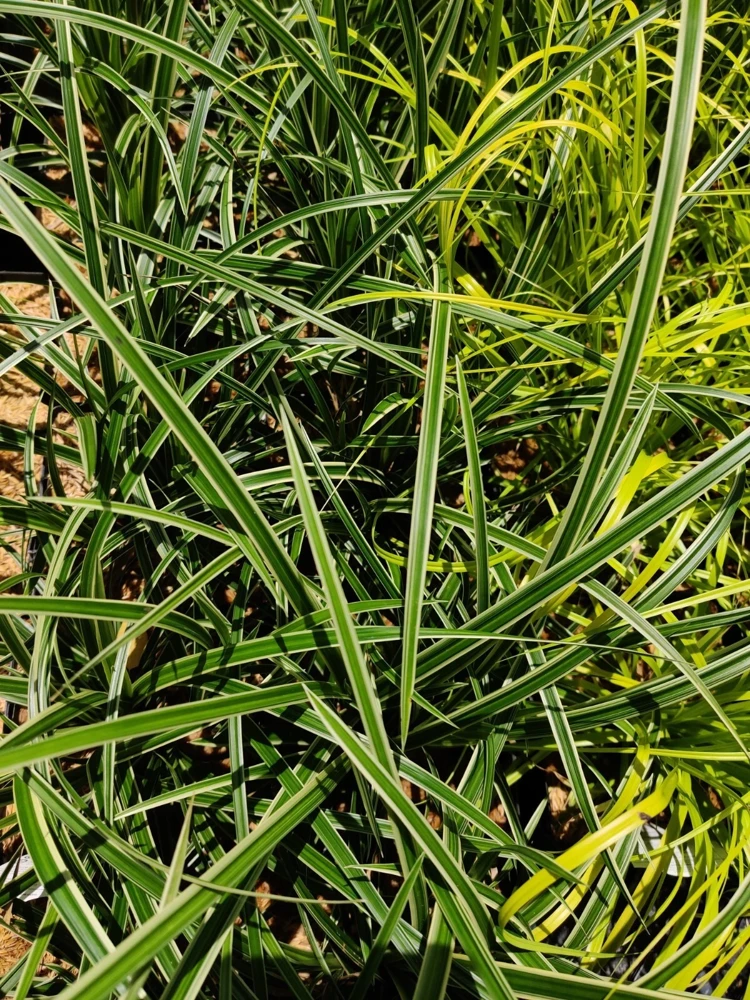 Carex 'Ice Dance' Variegated Sedge Live Plant - Shade Grass Hosta Companion, Potted, Perennial - Image 6