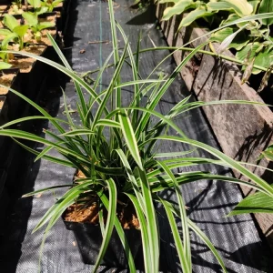 Carex 'Ice Dance' Variegated Sedge Live Plant - Shade Grass Hosta Companion, Potted, Perennial - Image 7
