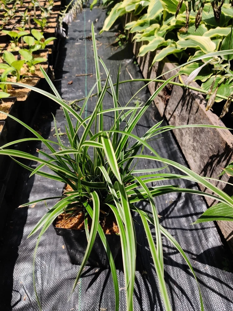 Carex 'Ice Dance' Variegated Sedge Live Plant - Shade Grass Hosta Companion, Potted, Perennial - Image 7