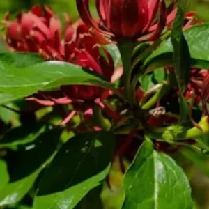 Carolina Allspice Live Plant 12-18