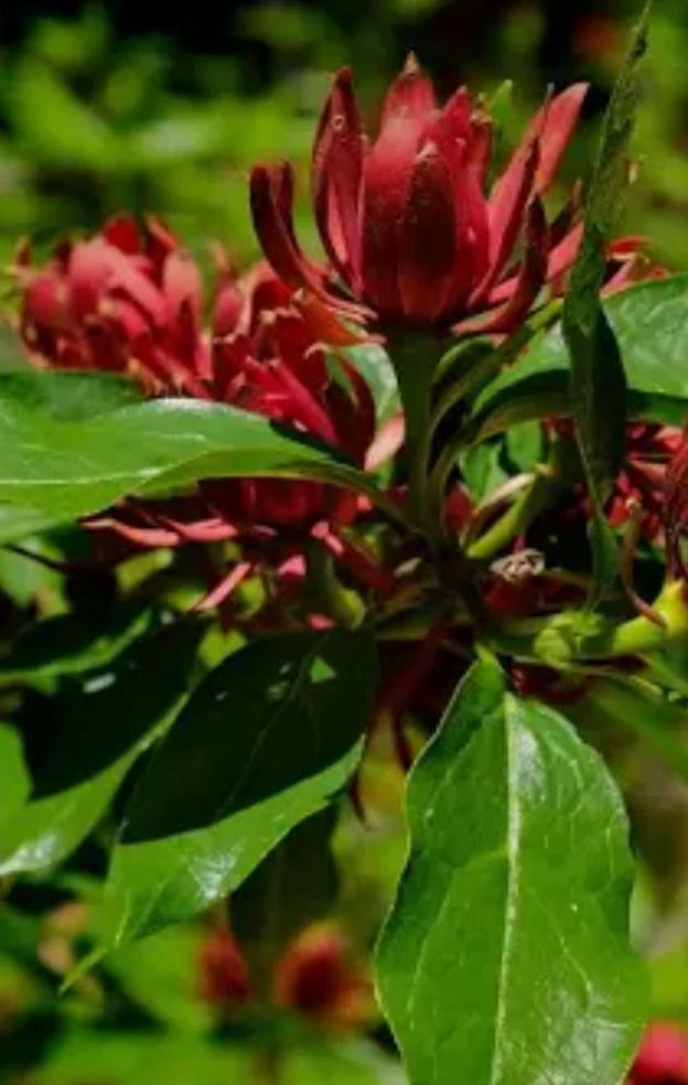 Carolina Allspice Live Plant 12-18" - Calycanthus Floridus Sweet Shrub in 2.5" Pot - Image 2
