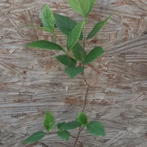 Carolina Allspice Live Plant 12-18