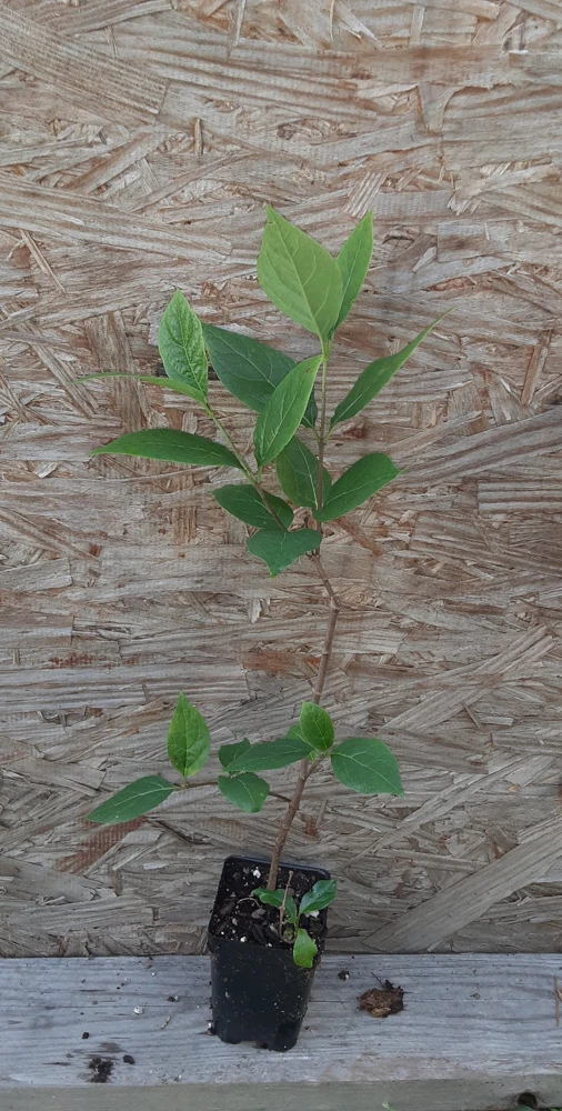 Carolina Allspice Live Plant 12-18" - Calycanthus Floridus Sweet Shrub in 2.5" Pot - Image 3