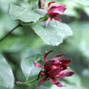 Carolina Allspice Live Plant 12-18