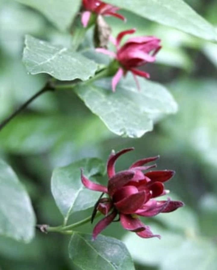 Carolina Allspice Live Plant 12-18" - Calycanthus Floridus Sweet Shrub in 2.5" Pot - Image 4
