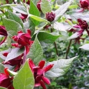 Carolina Allspice Live Plant 12-18