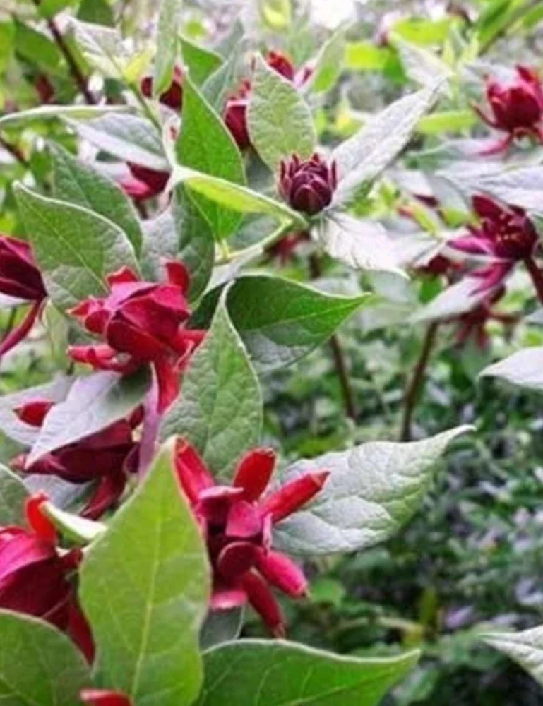 Carolina Allspice Live Plant 12-18" - Calycanthus Floridus Sweet Shrub in 2.5" Pot - Image 5
