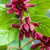 Carolina Allspice Live Plant 12-18" - Calycanthus Floridus Sweet Shrub in 2.5" Pot - Image 1