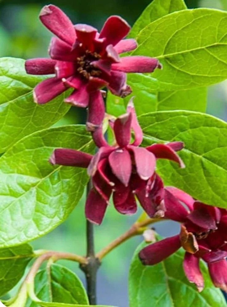 Carolina Allspice Live Plant 12-18" - Calycanthus Floridus Sweet Shrub in 2.5" Pot - Image 1
