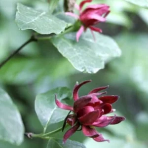 Carolina Allspice Sweet Shrub - Calycanthus Floridus Live Plant 18-24" Tall - Image 2