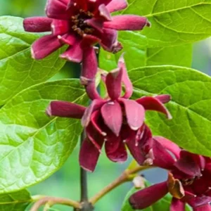 Carolina Allspice Sweetshrub Live Plant - 2-3 ft Tall - Fragrant Flowers - Trade Gallon Pot - Image 1