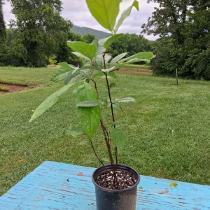 Carolina Allspice Sweetshrub Live Plant - 2-3 ft Tall - Fragrant Flowers - Trade Gallon Pot - Image 3
