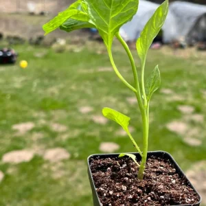 Carolina Reaper Pepper Live Plant - 2.5" Pot - Extremely Hot Chili - Image 2