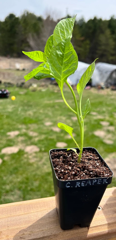 Carolina Reaper Pepper Live Plant - 2.5" Pot - Extremely Hot Chili - Image 2
