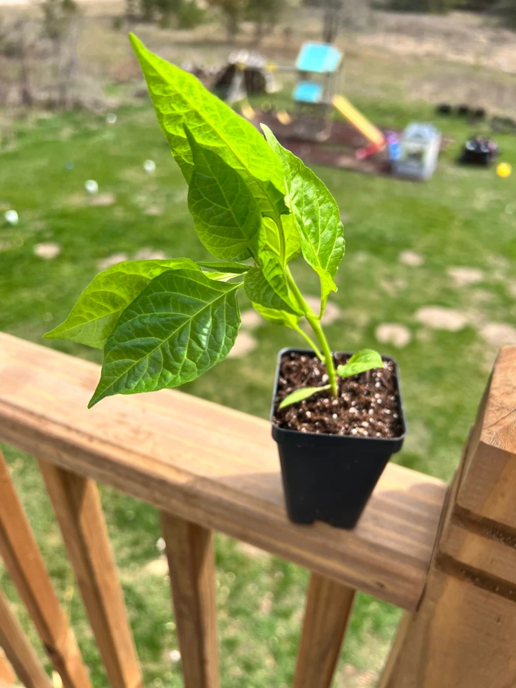 Carolina Reaper Pepper Live Plant - 2.5" Pot - Extremely Hot Chili - Image 3