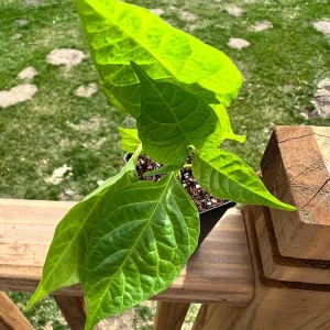 Carolina Reaper Pepper Live Plant - 2.5