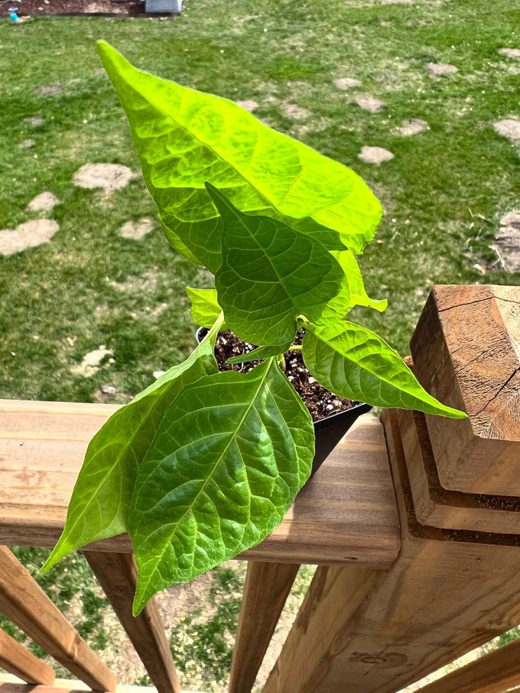 Carolina Reaper Pepper Live Plant - 2.5" Pot - Extremely Hot Chili - Image 4