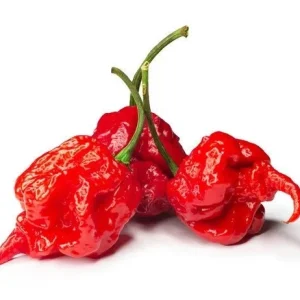 Carolina Reaper Pepper Live Plant - 2.5