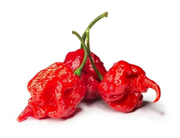 Carolina Reaper Pepper Live Plant - 2.5" Pot - Extremely Hot Chili - Image 5