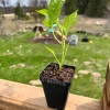 Carolina Reaper Pepper Live Plant - 2.5" Pot - Extremely Hot Chili - Image 1